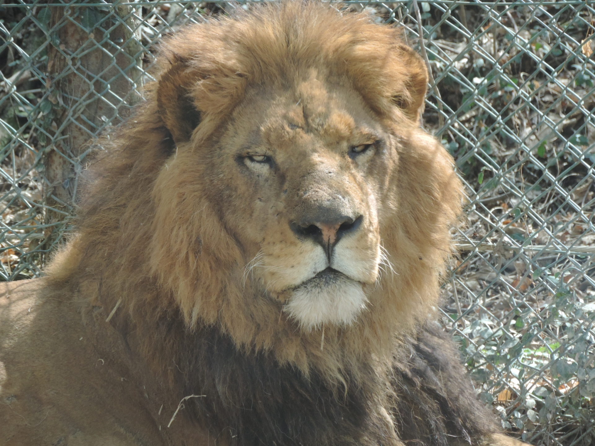 https://mdw-travel-data-us-east-1.s3.amazonaws.com/img/country/Japan/Gunma-Safari-Park/img_03.jpg