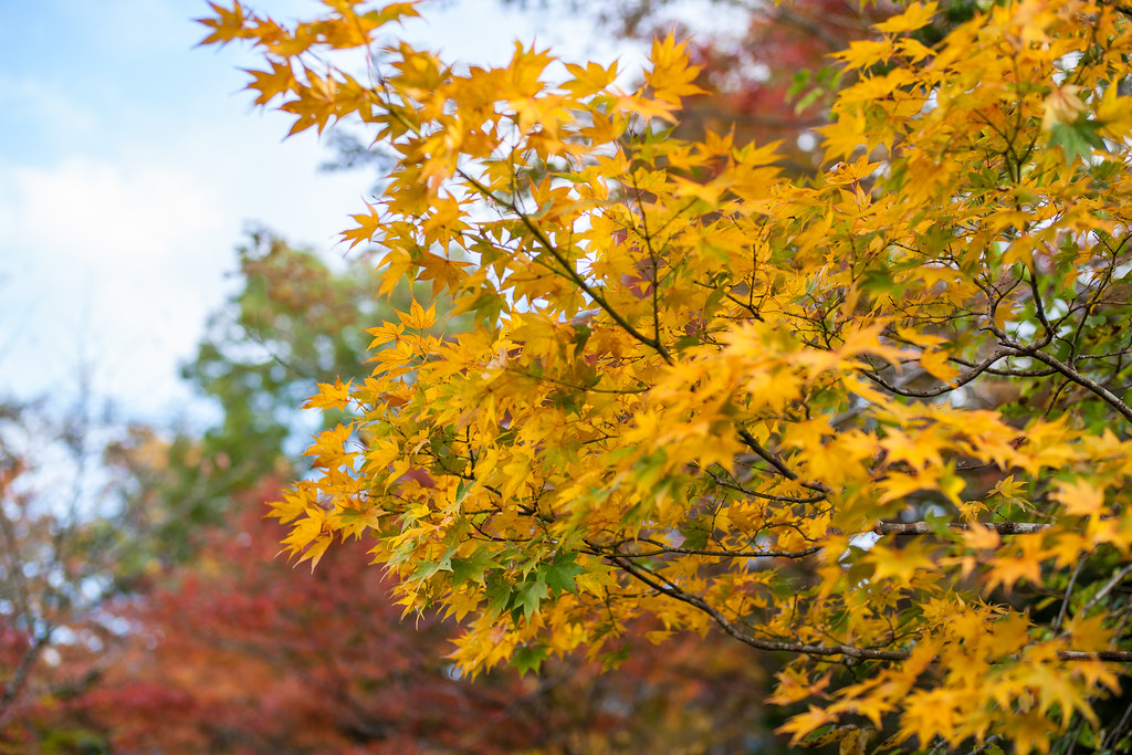 https://mdw-travel-data-us-east-1.s3.amazonaws.com/img/country/Japan/Hakone-Botanical-Garden-of-Wetlands/img_02.jpg