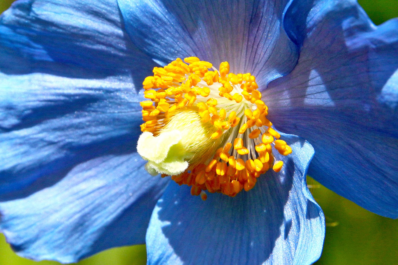 https://mdw-travel-data-us-east-1.s3.amazonaws.com/img/country/Japan/Hakone-Botanical-Garden-of-Wetlands/img_03.jpg