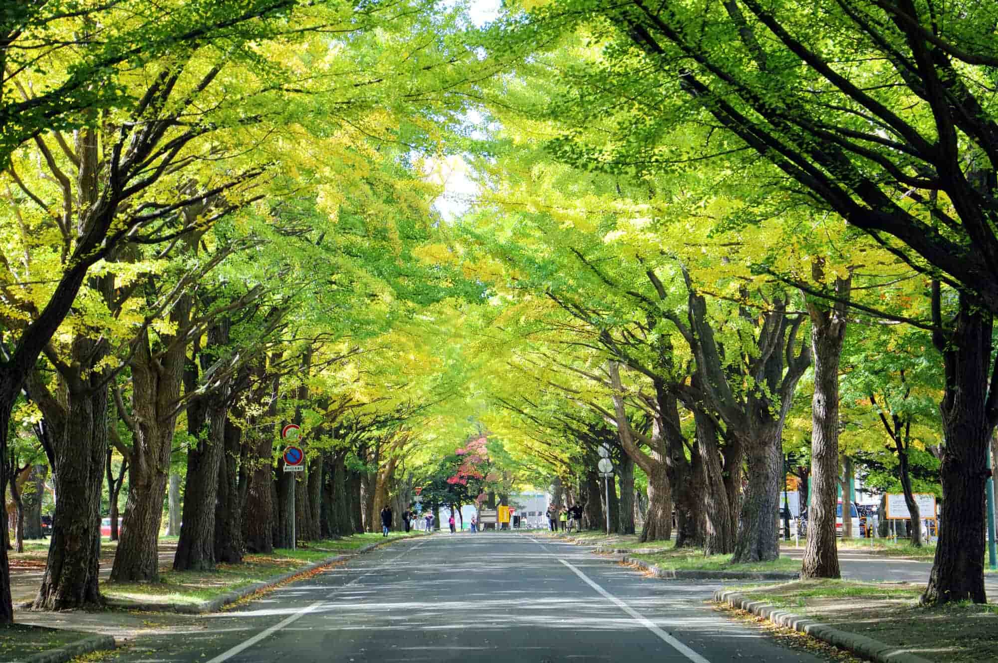 https://mdw-travel-data-us-east-1.s3.amazonaws.com/img/country/Japan/Hokkaido-University/img_01.jpg