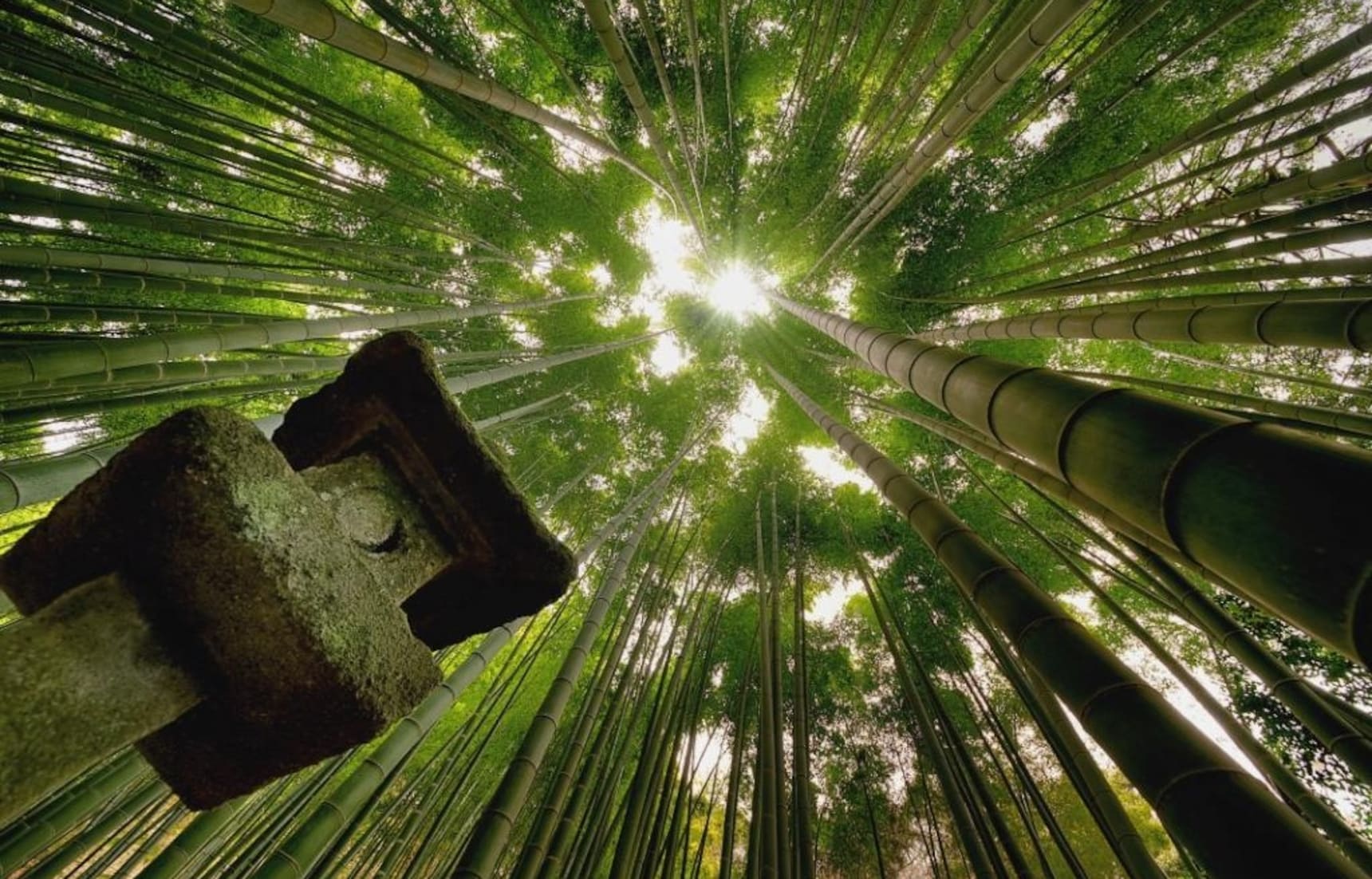 https://mdw-travel-data-us-east-1.s3.amazonaws.com/img/country/Japan/Hokokuji-Temple-Bamboo-Temple/img_00.jpg