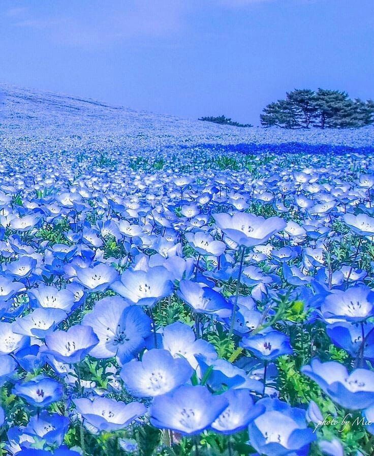 https://mdw-travel-data-us-east-1.s3.amazonaws.com/img/country/Japan/Ibaraki-Flower-Park/img_02.jpg