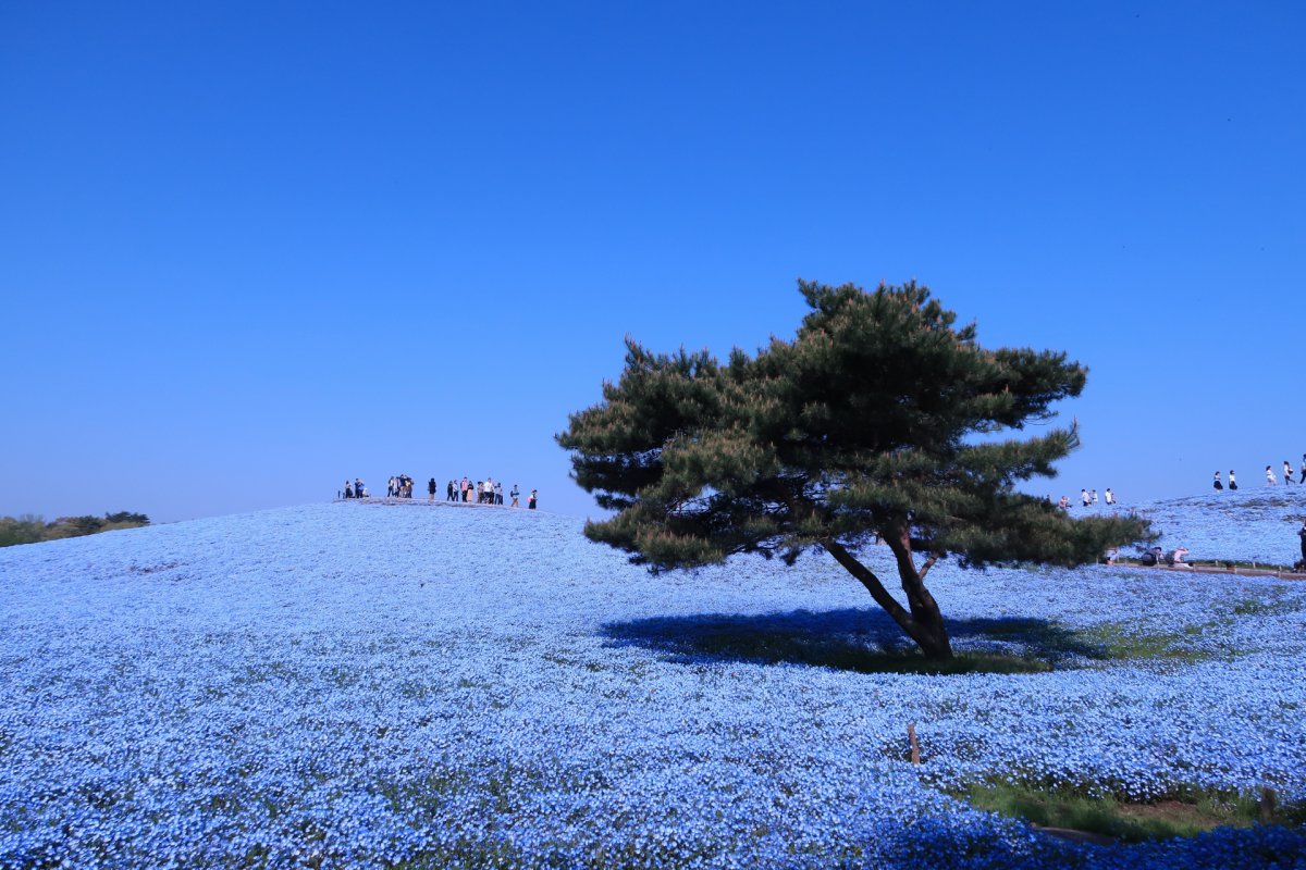 https://mdw-travel-data-us-east-1.s3.amazonaws.com/img/country/Japan/Ibaraki-Flower-Park/img_03.jpg
