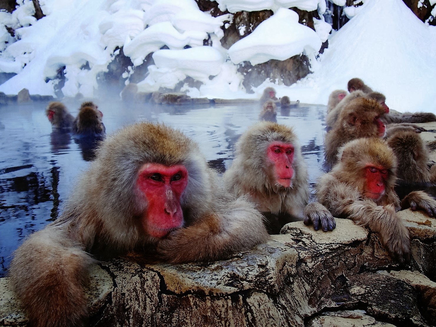 https://mdw-travel-data-us-east-1.s3.amazonaws.com/img/country/Japan/Jigokudani-Monkey-Park/img_00.jpg