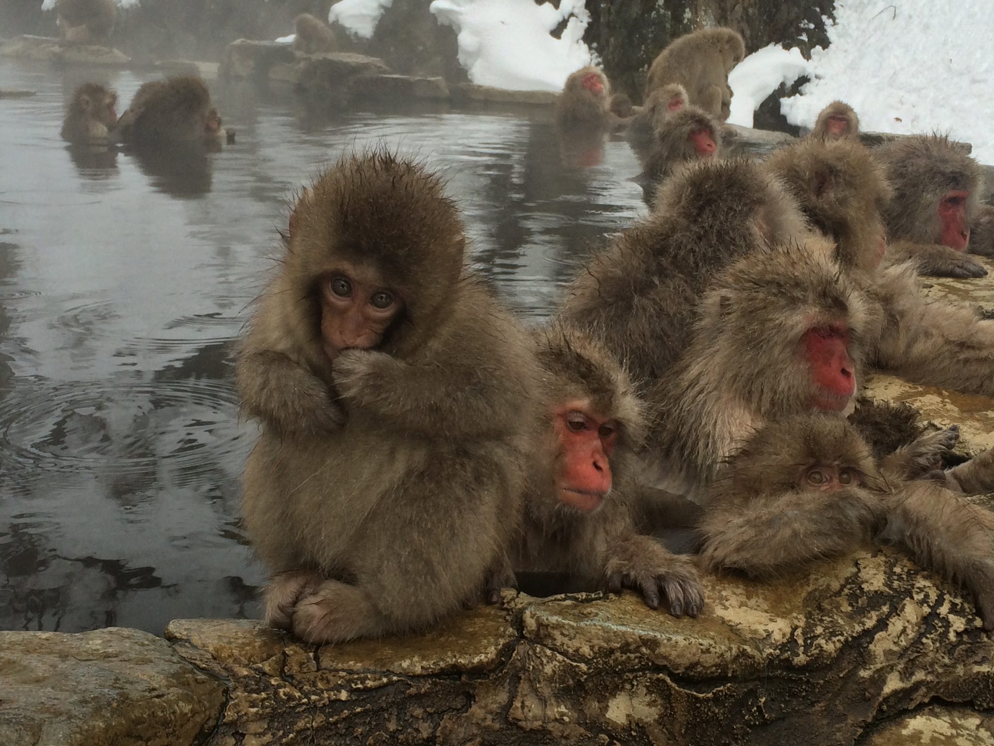 https://mdw-travel-data-us-east-1.s3.amazonaws.com/img/country/Japan/Jigokudani-Monkey-Park/img_01.jpg