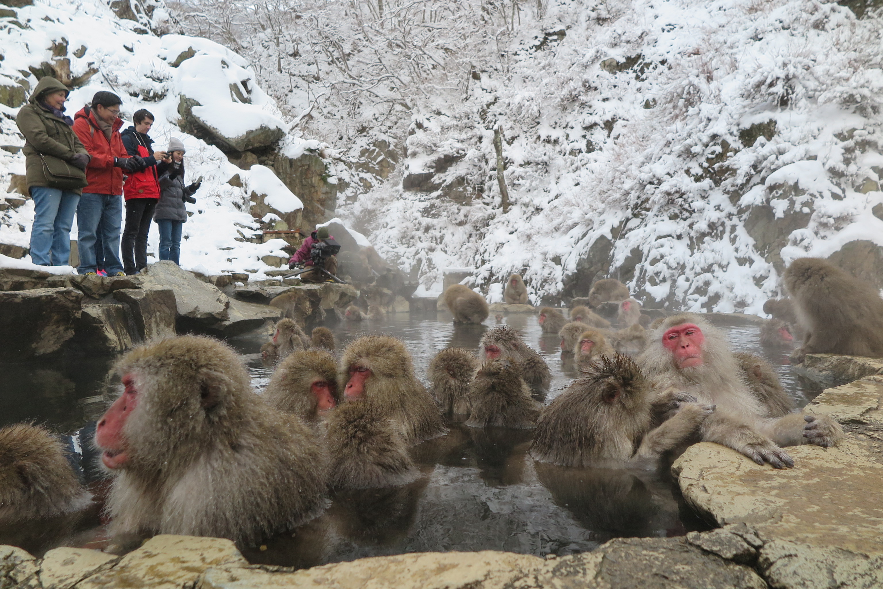 https://mdw-travel-data-us-east-1.s3.amazonaws.com/img/country/Japan/Jigokudani-Monkey-Park/img_02.jpg