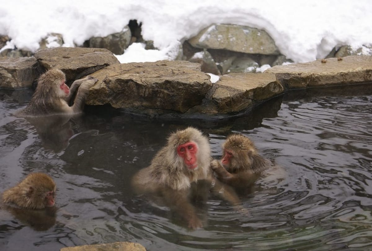 https://mdw-travel-data-us-east-1.s3.amazonaws.com/img/country/Japan/Jigokudani-Monkey-Park/img_03.jpg