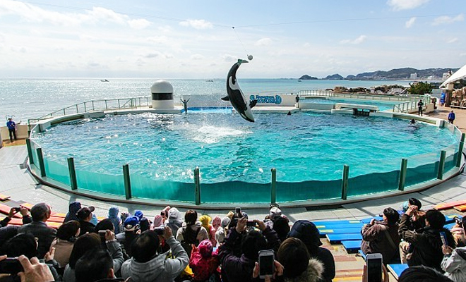 https://mdw-travel-data-us-east-1.s3.amazonaws.com/img/country/Japan/Kamogawa-Sea-World/img_02.jpg