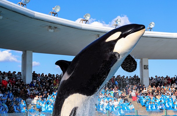 https://mdw-travel-data-us-east-1.s3.amazonaws.com/img/country/Japan/Kamogawa-Sea-World/img_03.jpg