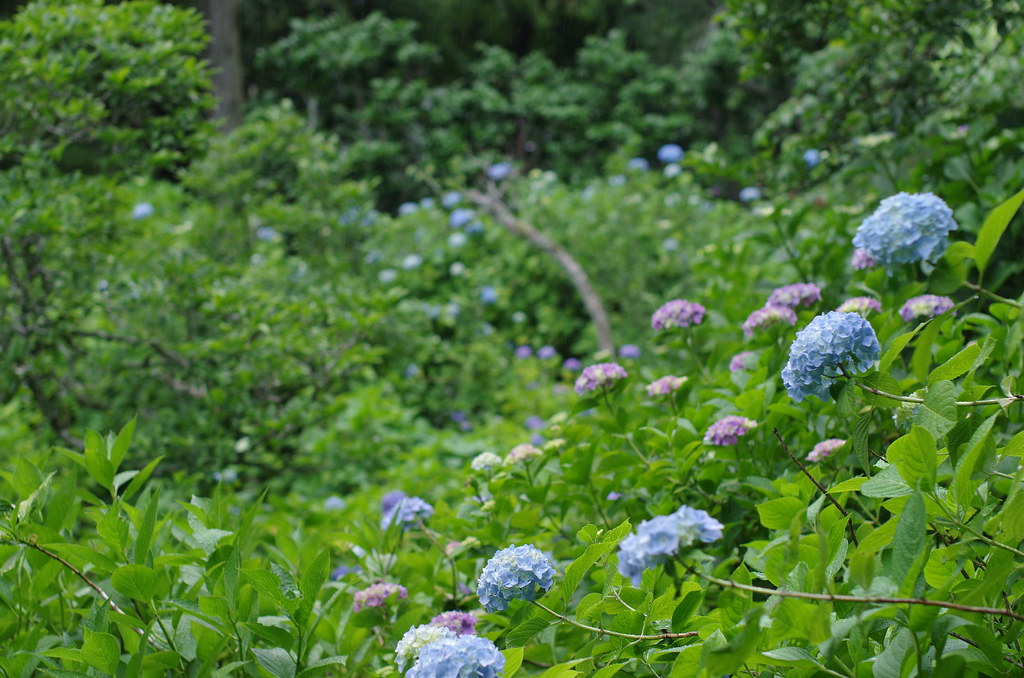 https://mdw-travel-data-us-east-1.s3.amazonaws.com/img/country/Japan/Meigetsuin-Hydrangea-Temple/img_01.jpg