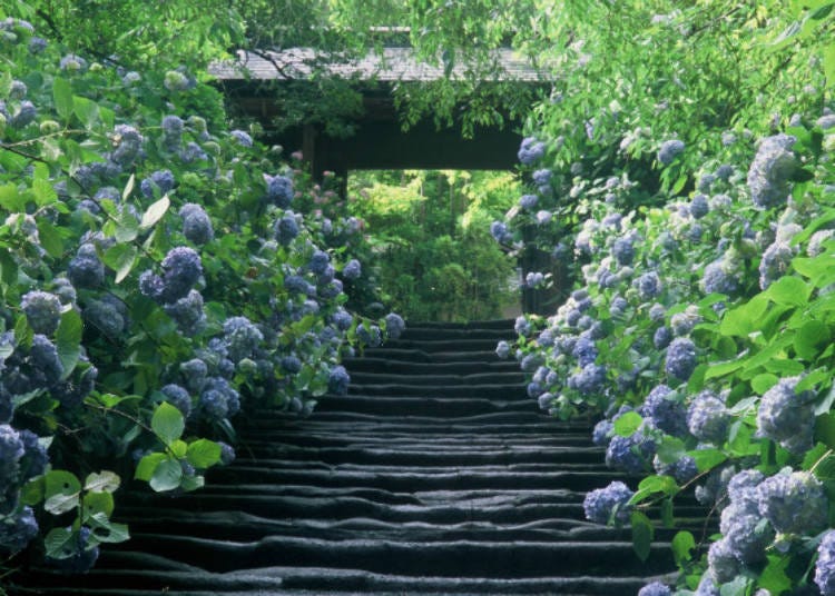 https://mdw-travel-data-us-east-1.s3.amazonaws.com/img/country/Japan/Meigetsuin-Hydrangea-Temple/img_02.jpg