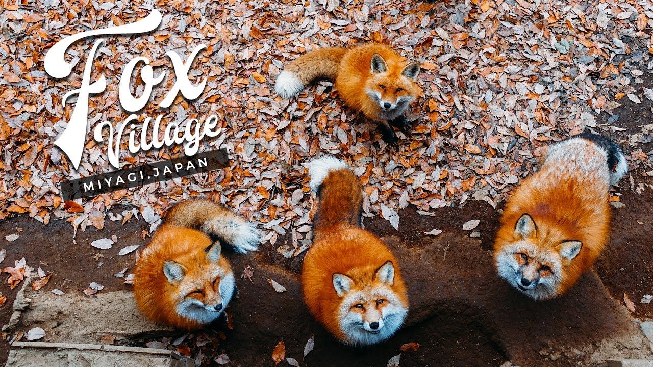 https://mdw-travel-data-us-east-1.s3.amazonaws.com/img/country/Japan/Miyagi-Zao-Fox-Village/img_00.jpg