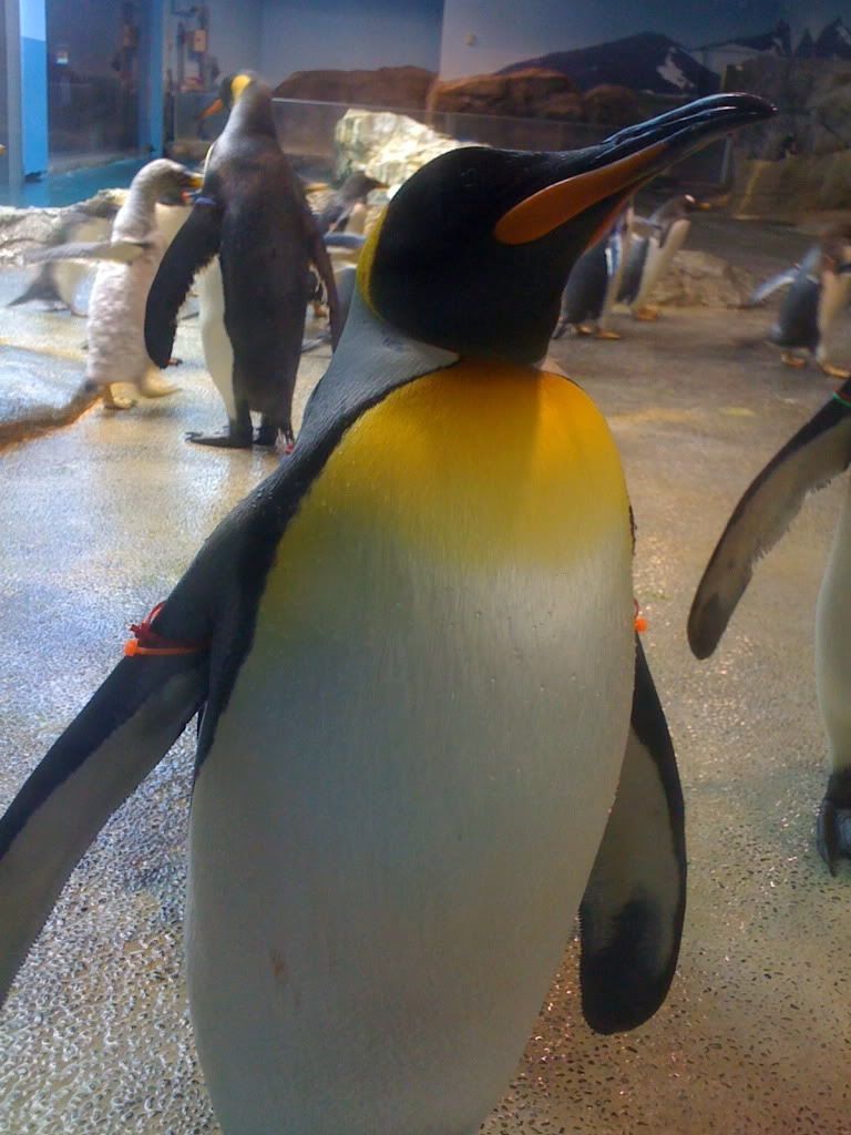 https://mdw-travel-data-us-east-1.s3.amazonaws.com/img/country/Japan/Nagasaki-Penguin-Aquarium/img_00.jpg