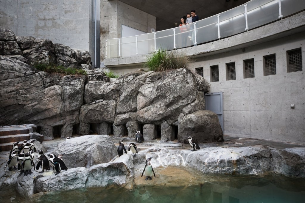 https://mdw-travel-data-us-east-1.s3.amazonaws.com/img/country/Japan/Nagasaki-Penguin-Aquarium/img_03.jpg