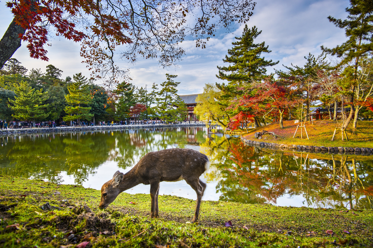 https://mdw-travel-data-us-east-1.s3.amazonaws.com/img/country/Japan/Nara-Park/img_02.jpg