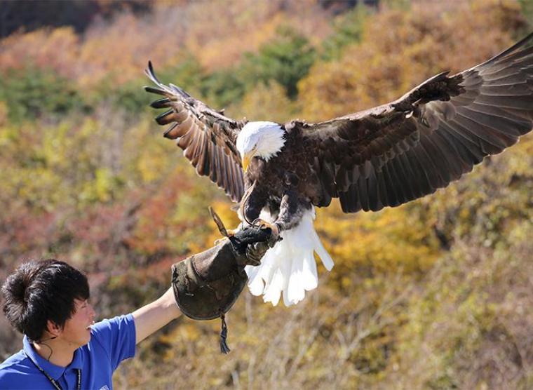 https://mdw-travel-data-us-east-1.s3.amazonaws.com/img/country/Japan/Nasu-Animal-Kingdom/img_03.jpg