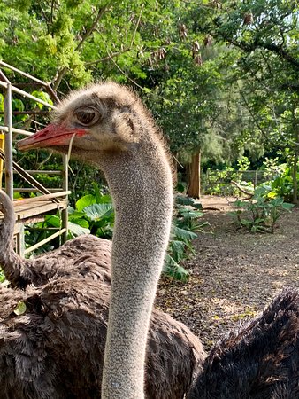 https://mdw-travel-data-us-east-1.s3.amazonaws.com/img/country/Japan/Neo-Park-Okinawa/img_03.jpg