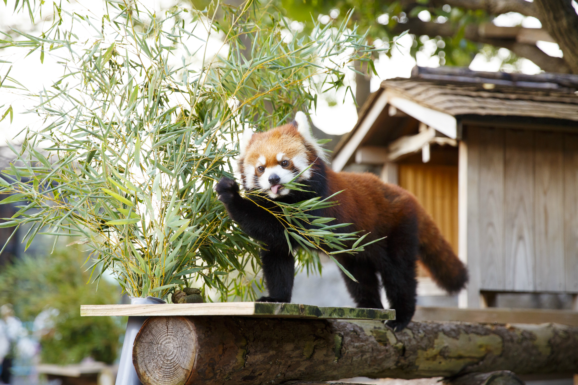 https://mdw-travel-data-us-east-1.s3.amazonaws.com/img/country/Japan/Nogeyama-Zoo/img_00.jpg