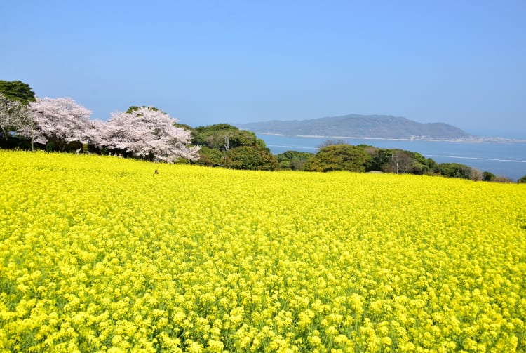 https://mdw-travel-data-us-east-1.s3.amazonaws.com/img/country/Japan/Nokonoshima-Island/img_02.jpg