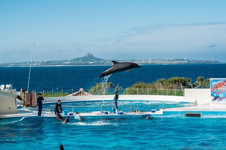 https://mdw-travel-data-us-east-1.s3.amazonaws.com/img/country/Japan/Ocean-Expo-Park/img_02.jpg