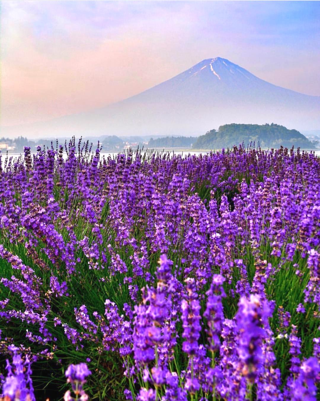 https://mdw-travel-data-us-east-1.s3.amazonaws.com/img/country/Japan/Oishi-Park/img_02.jpg
