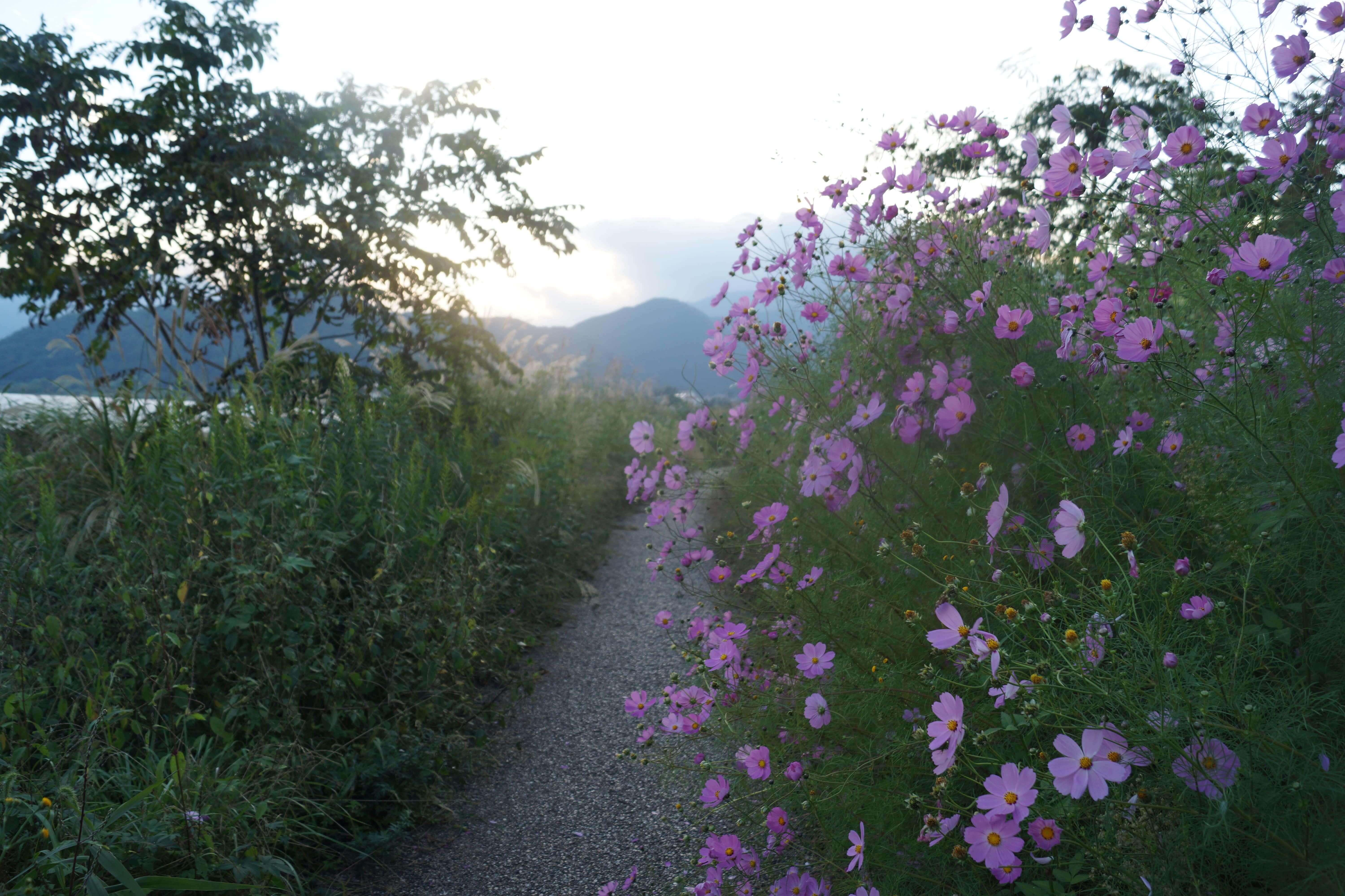 https://mdw-travel-data-us-east-1.s3.amazonaws.com/img/country/Japan/Oishi-Park/img_03.jpg