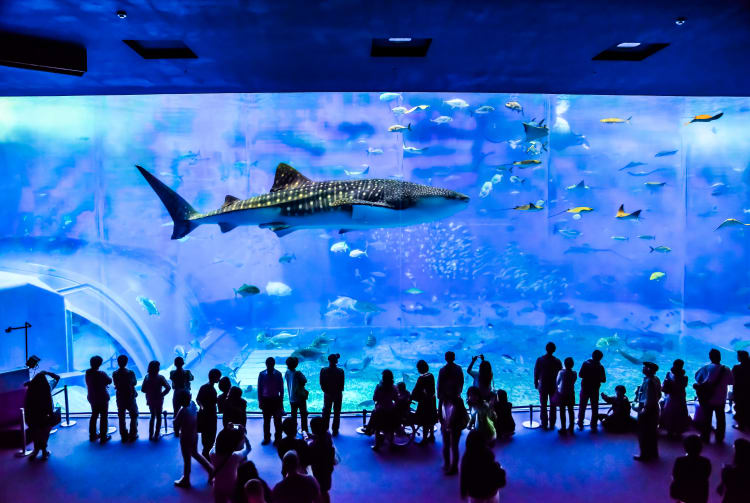 https://mdw-travel-data-us-east-1.s3.amazonaws.com/img/country/Japan/Okinawa-Churaumi-Aquarium/img_00.jpg