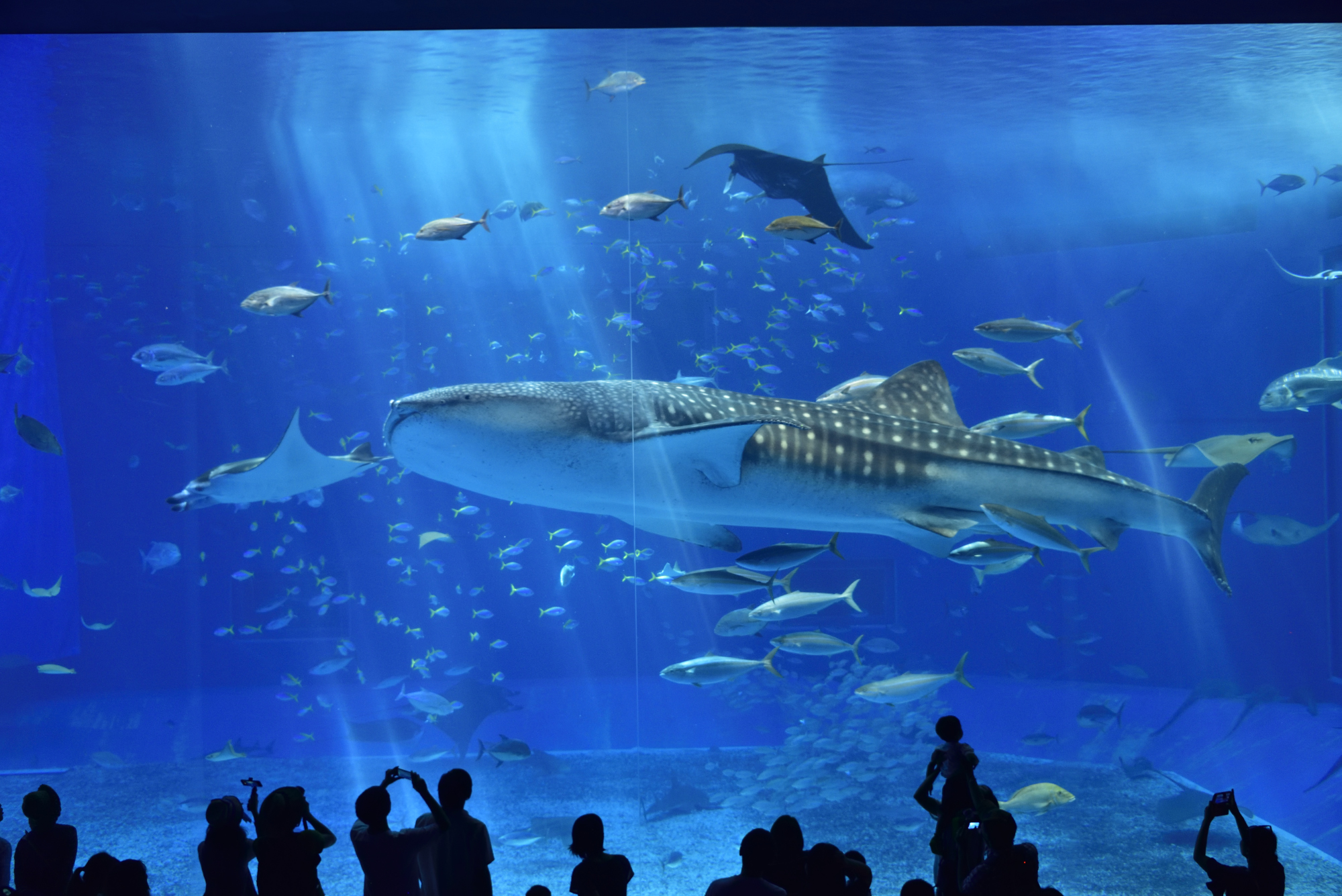 https://mdw-travel-data-us-east-1.s3.amazonaws.com/img/country/Japan/Okinawa-Churaumi-Aquarium/img_01.jpg