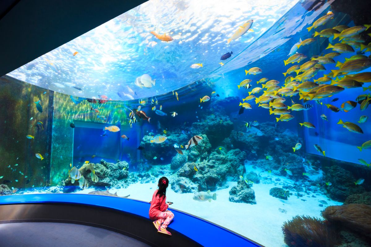 https://mdw-travel-data-us-east-1.s3.amazonaws.com/img/country/Japan/Okinawa-Churaumi-Aquarium/img_02.jpg
