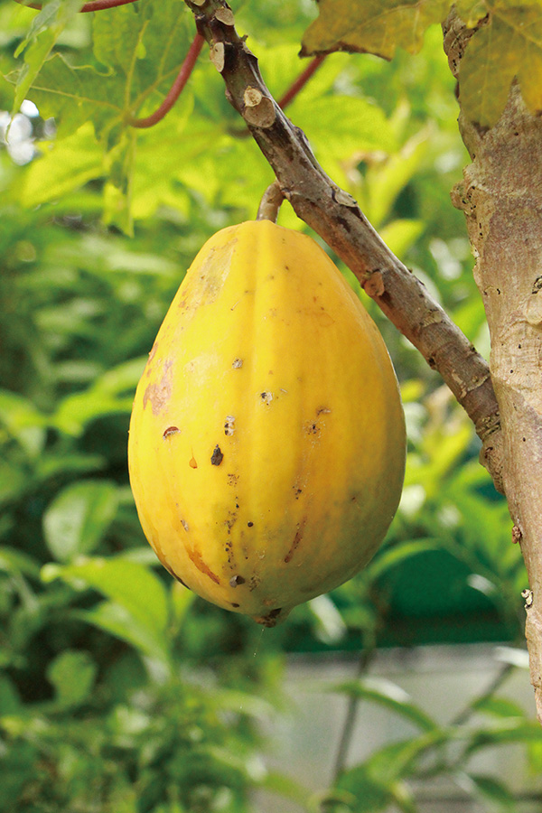 https://mdw-travel-data-us-east-1.s3.amazonaws.com/img/country/Japan/Okinawa-Fruits-Land/img_01.jpg