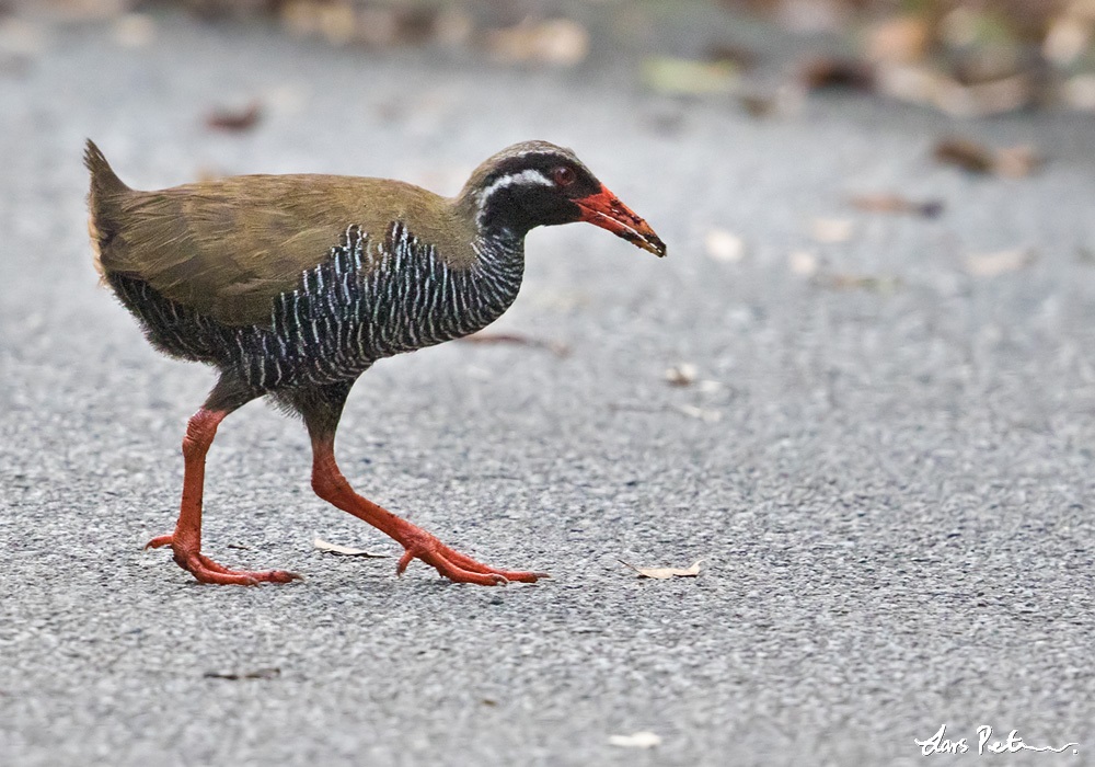 https://mdw-travel-data-us-east-1.s3.amazonaws.com/img/country/Japan/Okinawa-Rail-Museum/img_01.jpg