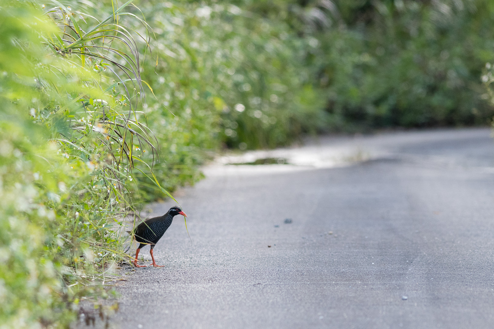 https://mdw-travel-data-us-east-1.s3.amazonaws.com/img/country/Japan/Okinawa-Rail-Museum/img_02.jpg