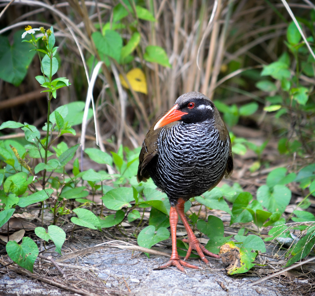 https://mdw-travel-data-us-east-1.s3.amazonaws.com/img/country/Japan/Okinawa-Rail-Museum/img_03.jpg