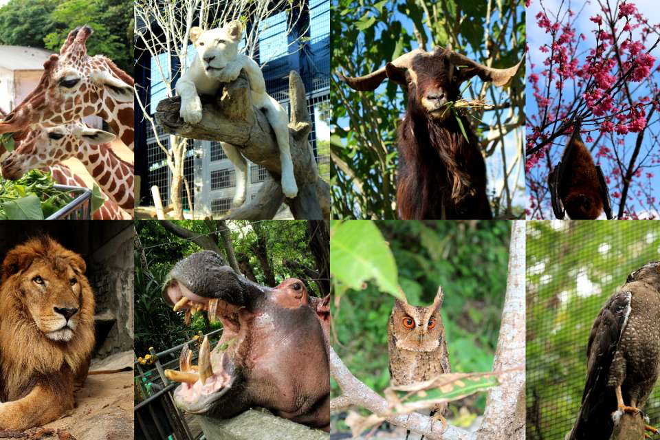 https://mdw-travel-data-us-east-1.s3.amazonaws.com/img/country/Japan/Okinawa-Zoo-&-Museum/img_03.jpg