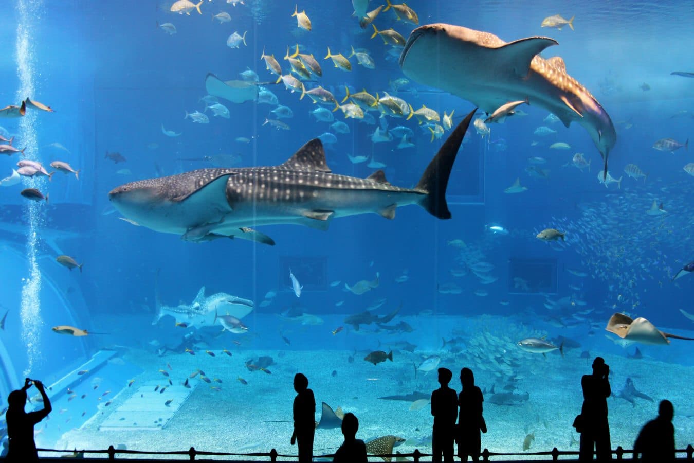 https://mdw-travel-data-us-east-1.s3.amazonaws.com/img/country/Japan/Osaka-Aquarium-Kaiyukan/img_01.jpg