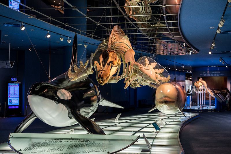 https://mdw-travel-data-us-east-1.s3.amazonaws.com/img/country/Japan/Port-of-Nagoya-Public-Aquarium/img_03.jpg