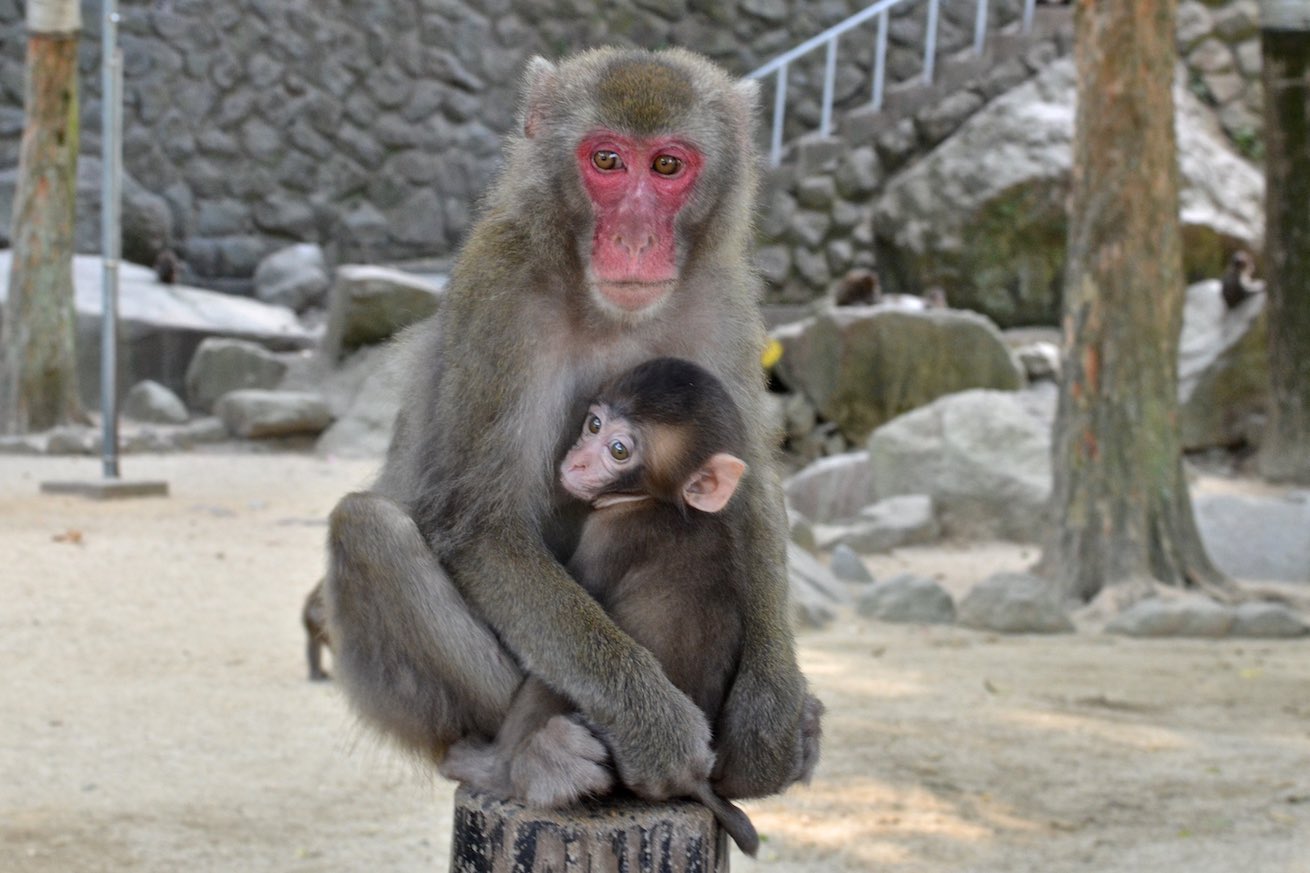 https://mdw-travel-data-us-east-1.s3.amazonaws.com/img/country/Japan/Takasakiyama-Natural-Zoological-Garden/img_02.jpg