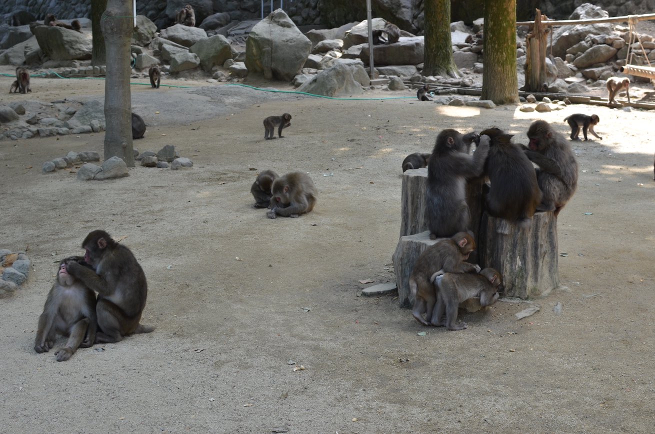 https://mdw-travel-data-us-east-1.s3.amazonaws.com/img/country/Japan/Takasakiyama-Natural-Zoological-Garden/img_03.jpg