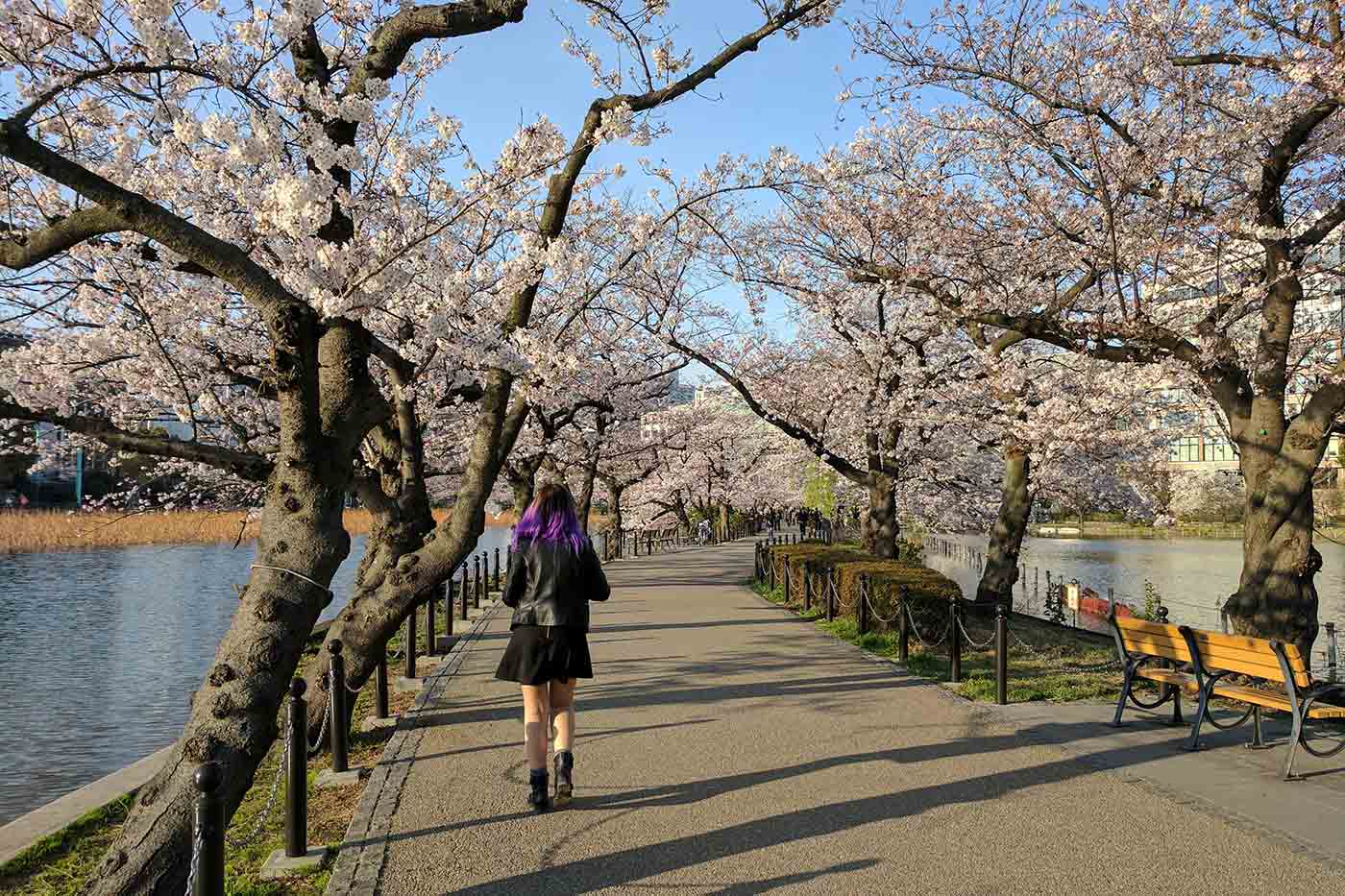 https://mdw-travel-data-us-east-1.s3.amazonaws.com/img/country/Japan/Ueno-Park/img_00.jpg