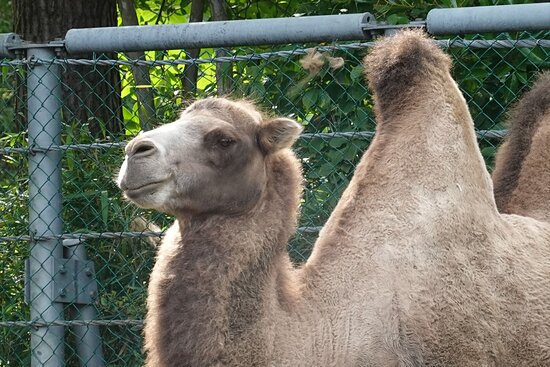 https://mdw-travel-data-us-east-1.s3.amazonaws.com/img/country/Japan/Yagiyama-Zoo/img_01.jpg