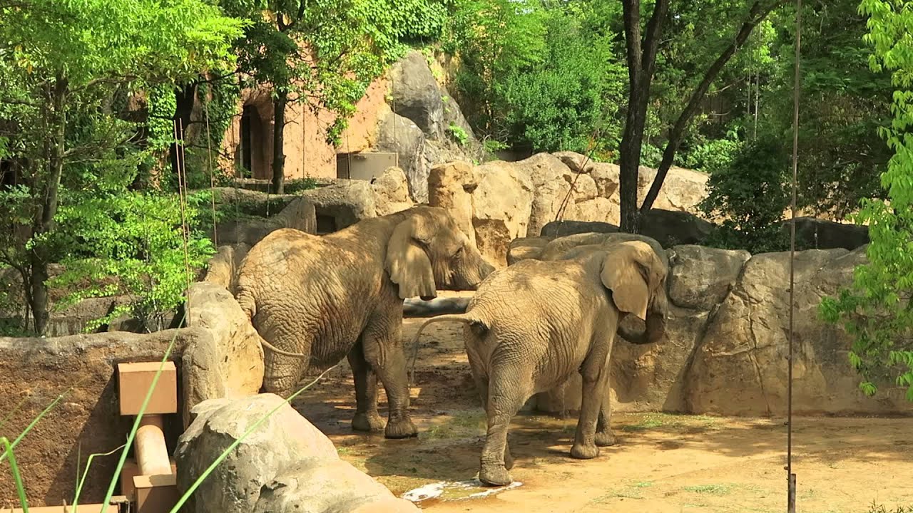 https://mdw-travel-data-us-east-1.s3.amazonaws.com/img/country/Japan/Yagiyama-Zoo/img_02.jpg
