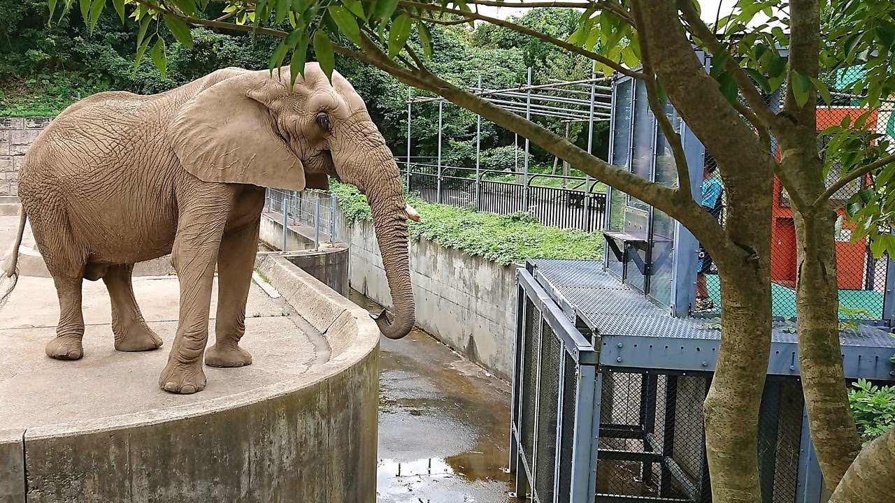 https://mdw-travel-data-us-east-1.s3.amazonaws.com/img/country/Japan/Yagiyama-Zoo/img_03.jpg