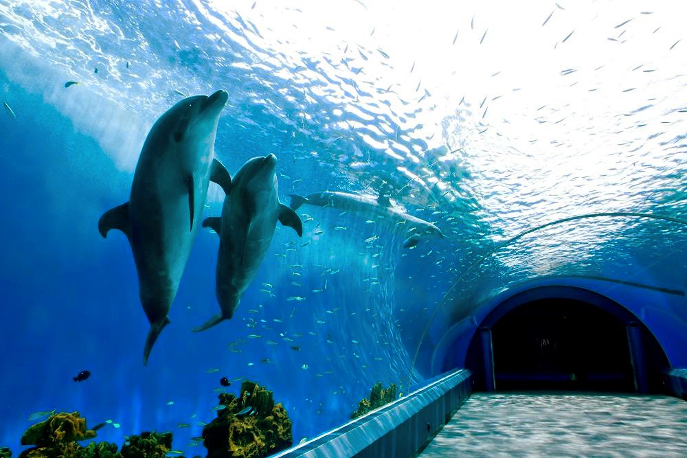 https://mdw-travel-data-us-east-1.s3.amazonaws.com/img/country/Japan/Yokohama-Hakkeijima-Sea-Paradise/img_00.jpg