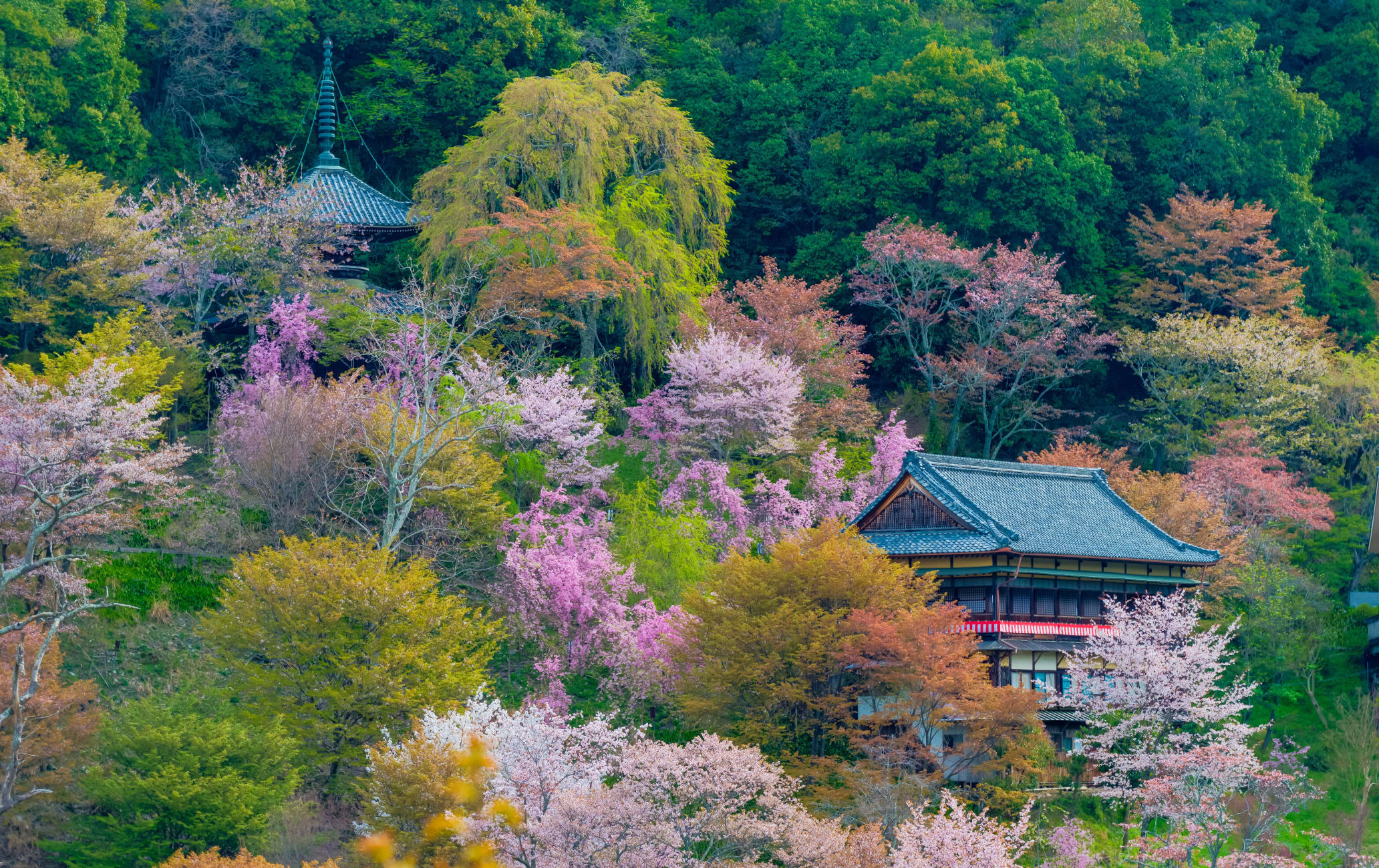 https://mdw-travel-data-us-east-1.s3.amazonaws.com/img/country/Japan/Yoshino/img_05.jpg