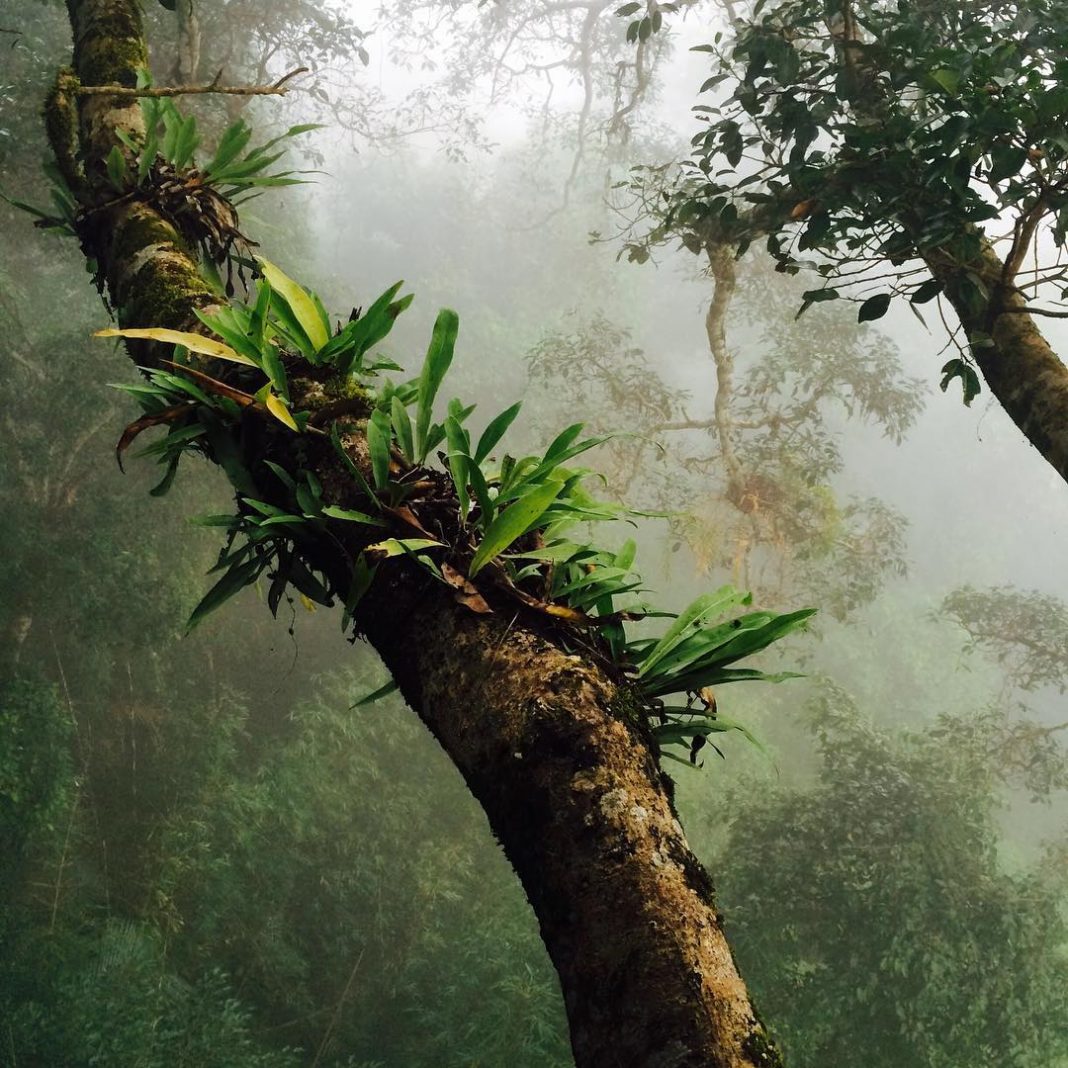 https://mdw-travel-data-us-east-1.s3.amazonaws.com/img/country/Laos/Bokeo-Gibbon-Sanctuary/img_02.jpg