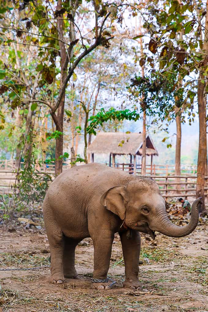 https://mdw-travel-data-us-east-1.s3.amazonaws.com/img/country/Laos/Elephant-Village/img_02.jpg