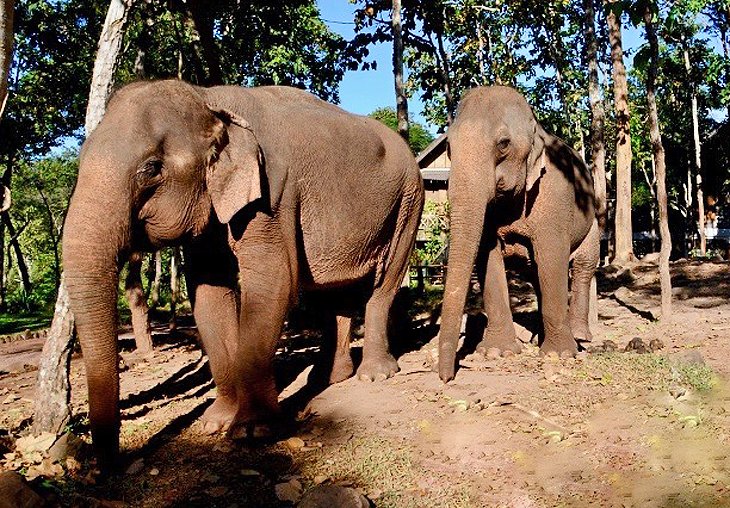 https://mdw-travel-data-us-east-1.s3.amazonaws.com/img/country/Laos/Houayxay-Elephant-Village/img_01.jpg