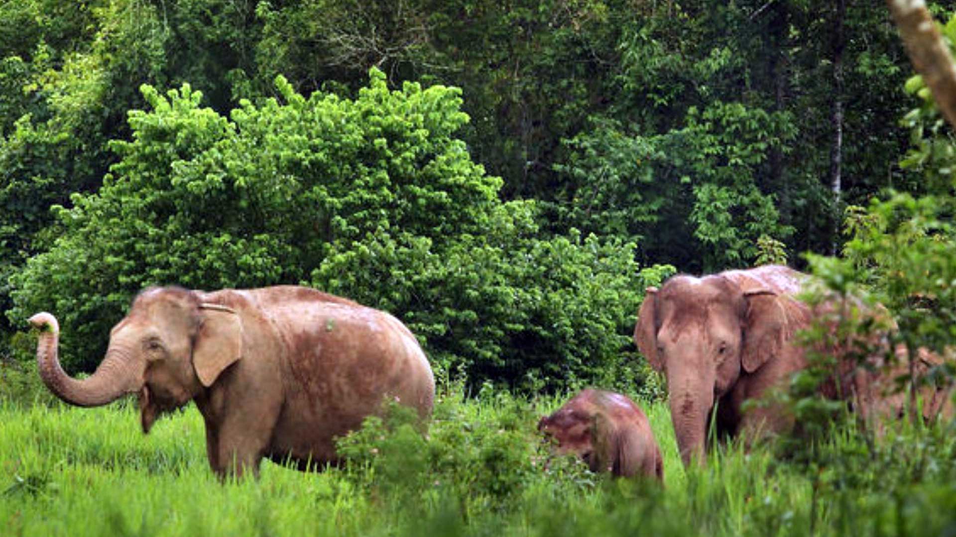 https://mdw-travel-data-us-east-1.s3.amazonaws.com/img/country/Laos/Keo-Seima-Wildlife-Sanctuary/img_02.jpg