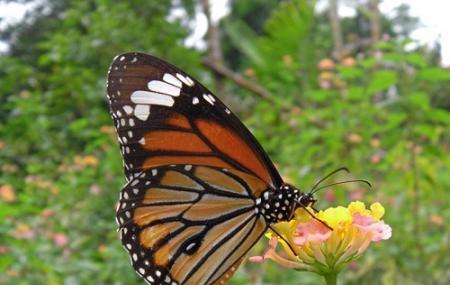 https://mdw-travel-data-us-east-1.s3.amazonaws.com/img/country/Laos/Kuang-Si-Butterfly-Park/img_02.jpg