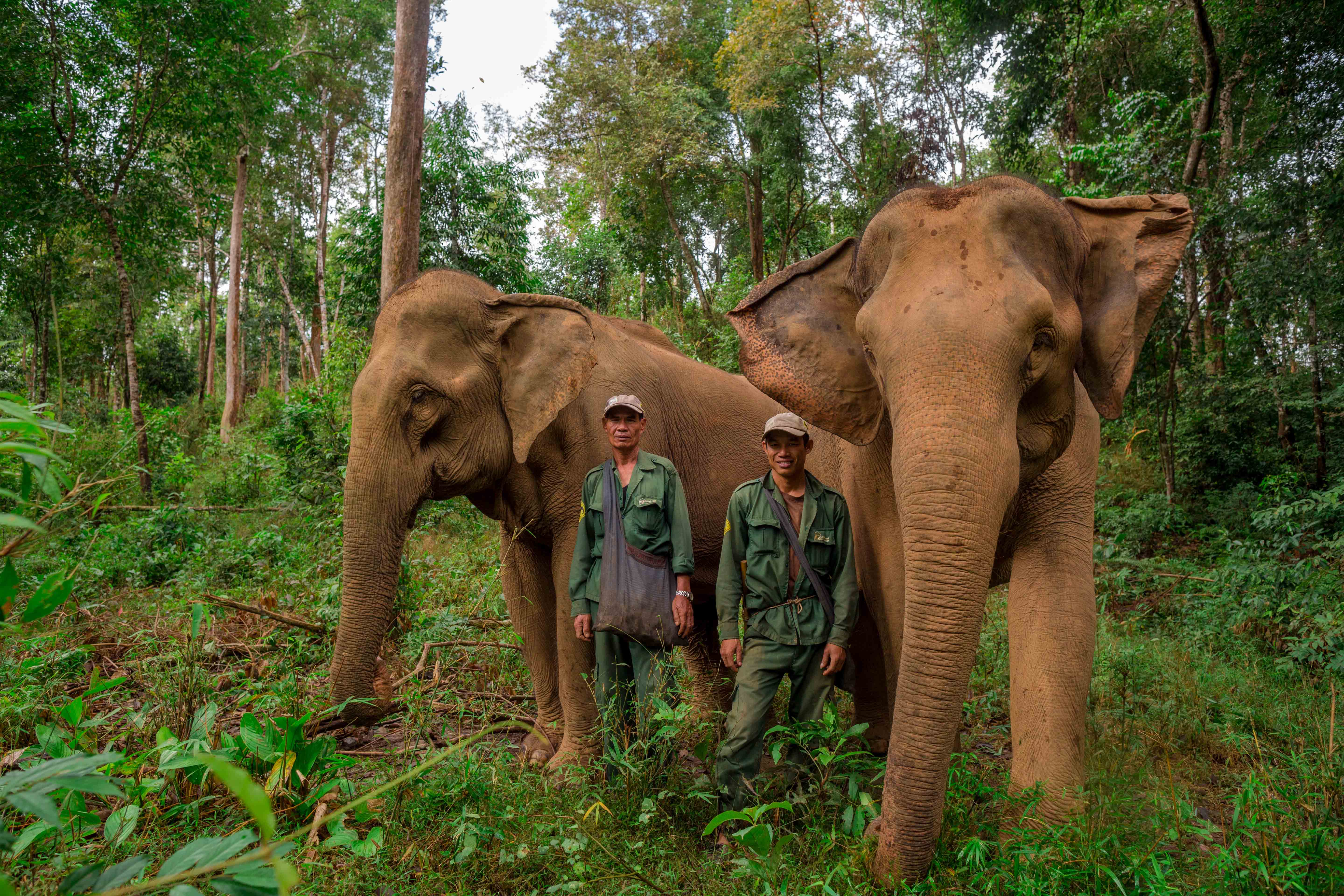 https://mdw-travel-data-us-east-1.s3.amazonaws.com/img/country/Laos/Lao-Itec-The-Elephant-Conservation-Center/img_02.jpg